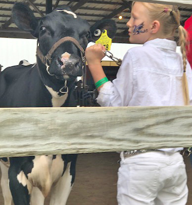 Girl showing cow